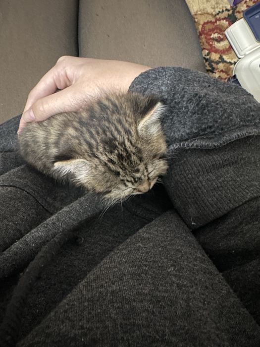 Маленький котик бесплатно