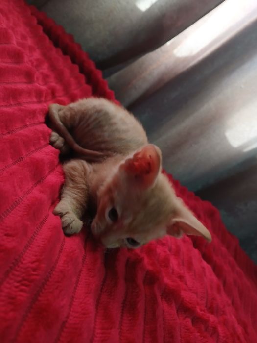 Продам котят сфинкс.  Браш.