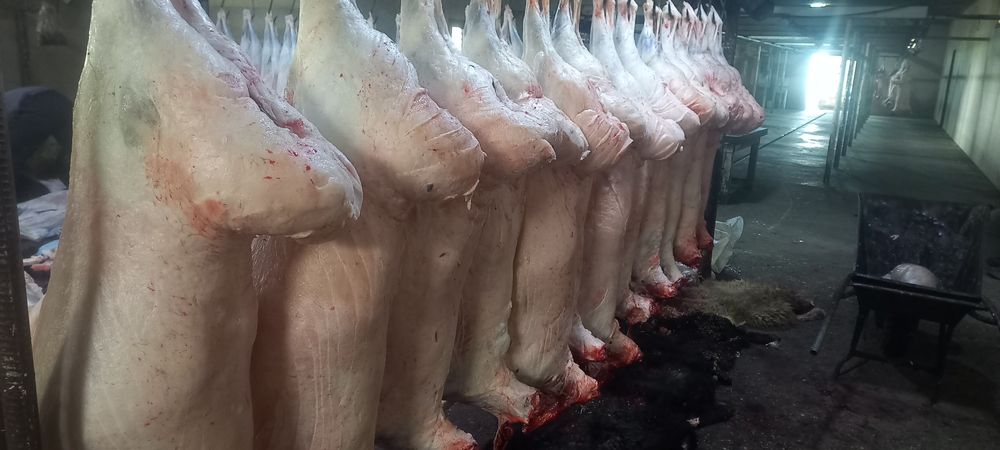 Қой, тоқты қошқарлар сатылады.