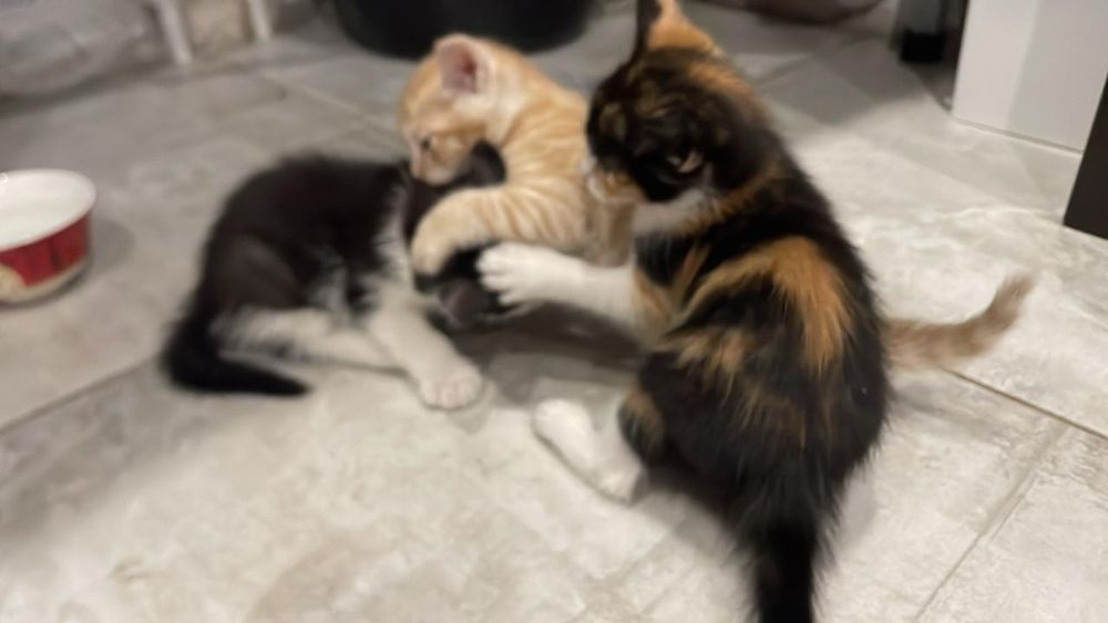 Котята бесплатно