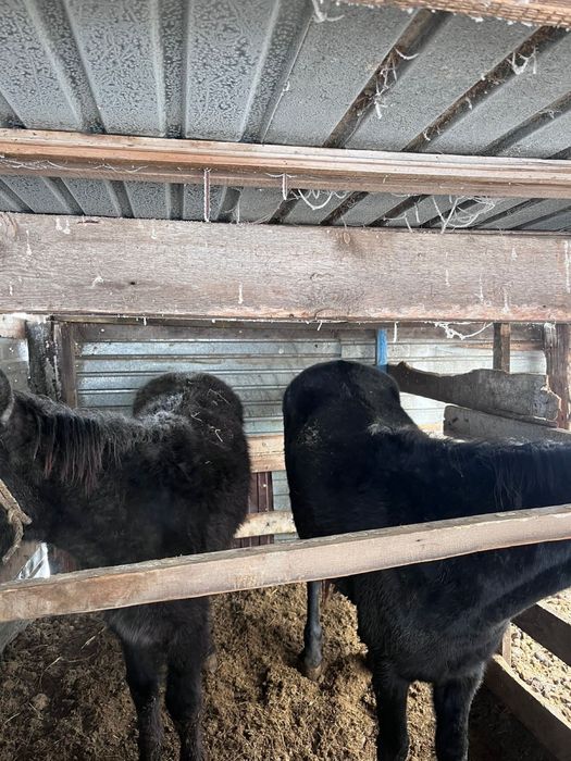 Жеребец и жеребёнок на продаже с торгом