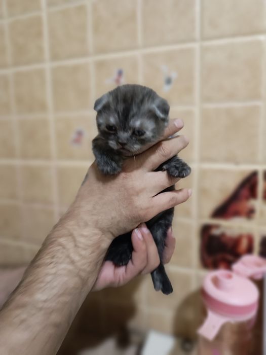 Котята Скоттиш Страйт