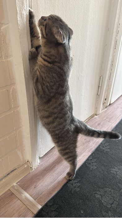 Кот для вязки. Ищет кошечку.