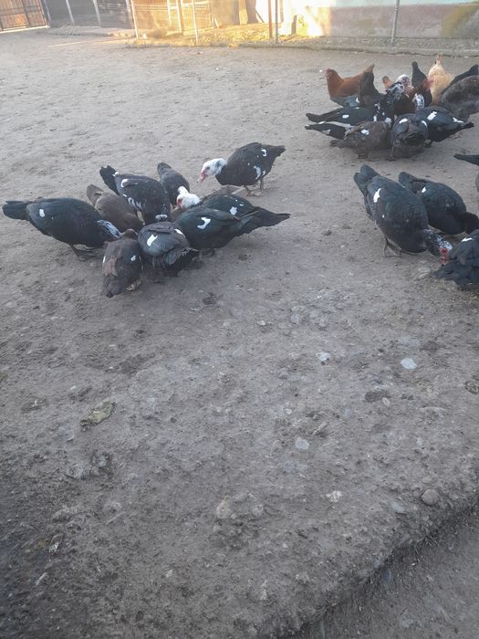 Vând rațe leșești