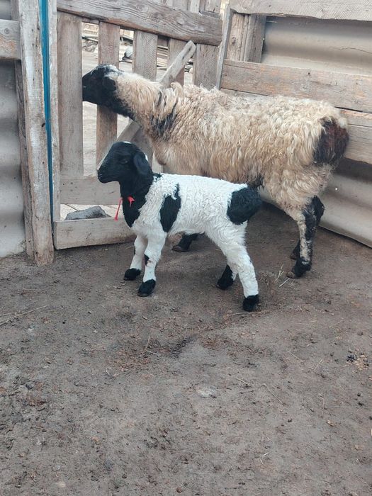 Козылы кои сатылады