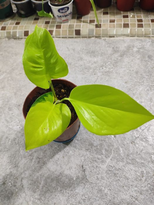 Филодендрон лемон лайм