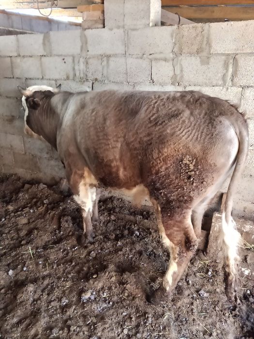 Быки два к корму приучены