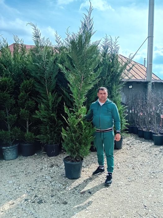 Mesteacan si leilandi