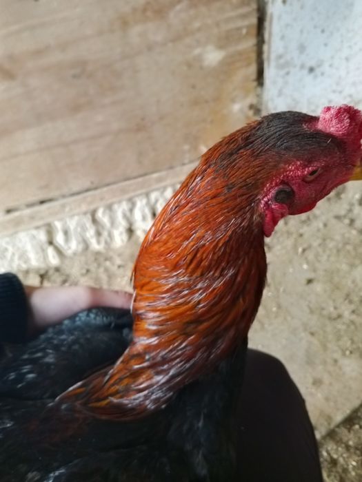 Xoʻroz sotiladi urushgan videolari bor bugun 26 yanvarda urushtirdim