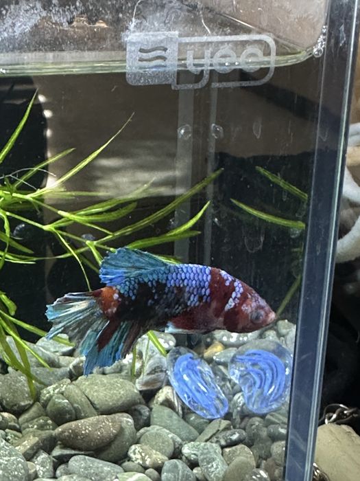 Продам рыбок петушков