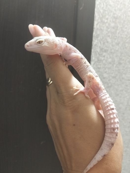 Продаю эублефары (пятнистые гекконы)