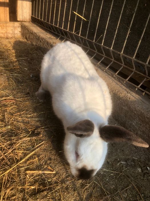 Iepuri Californieni femele si  masculi