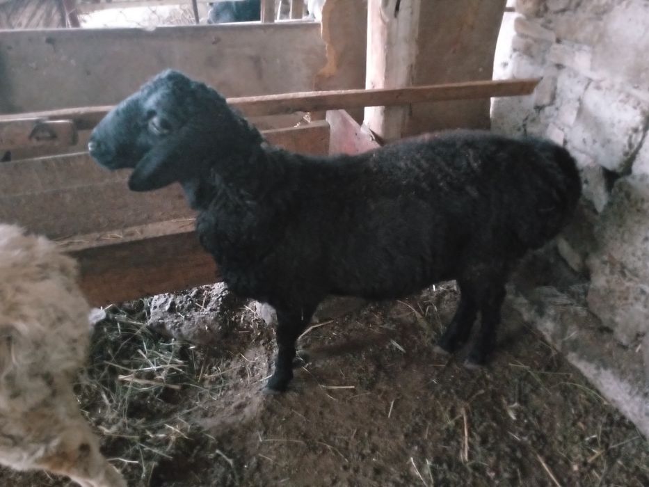 Qazoqi Qucqorca sotiladi