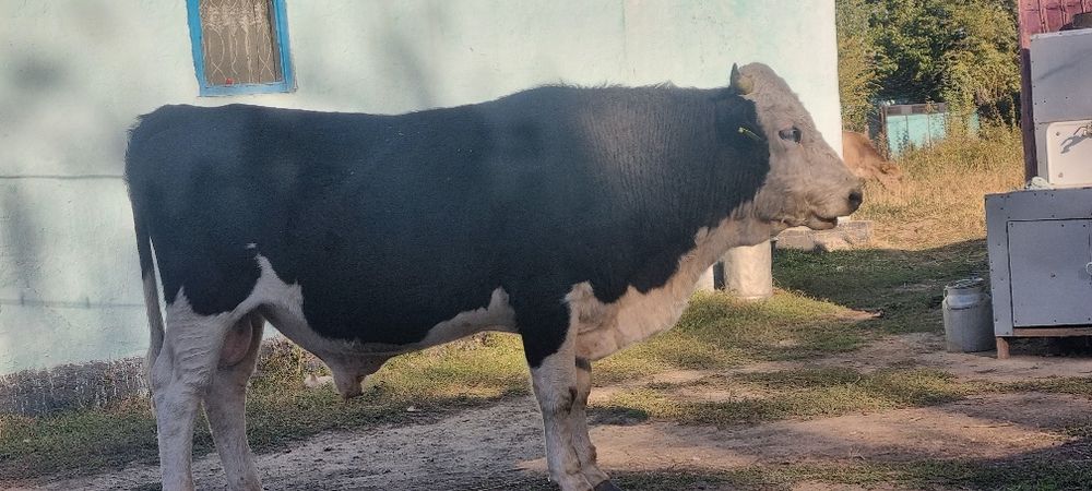 Продам белый голов Алатау