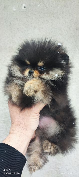 Померан померанче