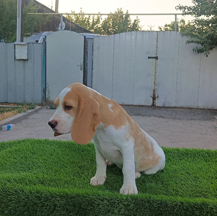 Щенок бигля. Девочка