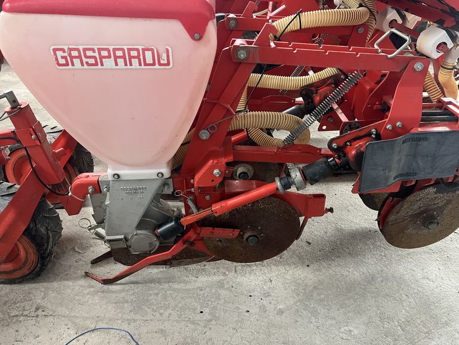 Semanataore maschio gaspardo