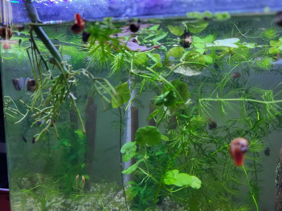 MELCI/ PLANTE - Pomaceea, Red Ramshorn, Physella Acuta, Orange Spotted