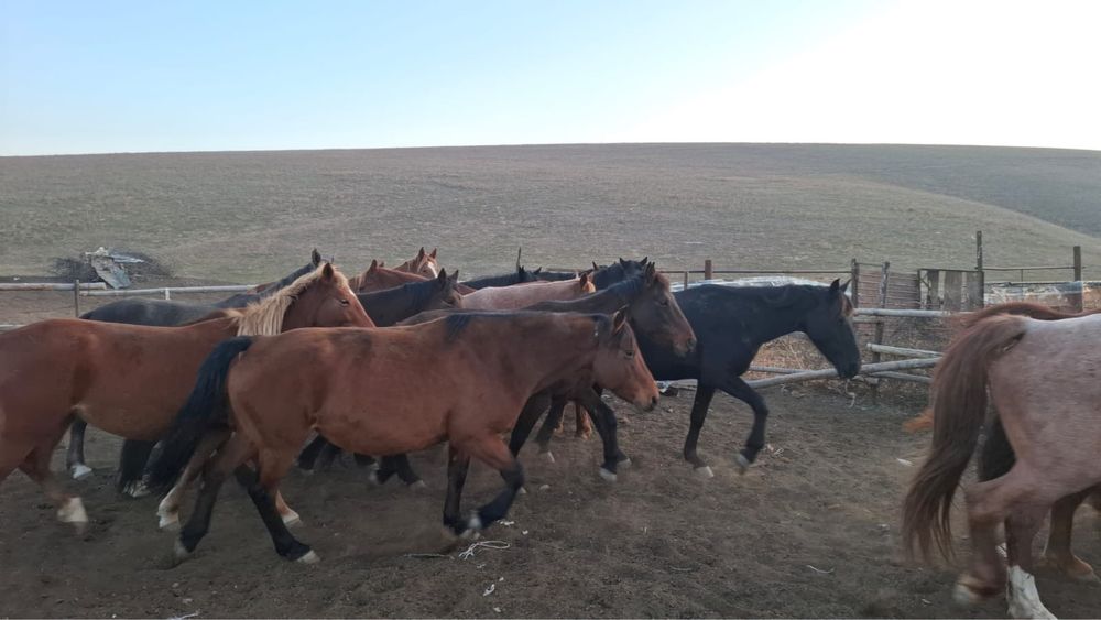 Бие 200 бас сатылады