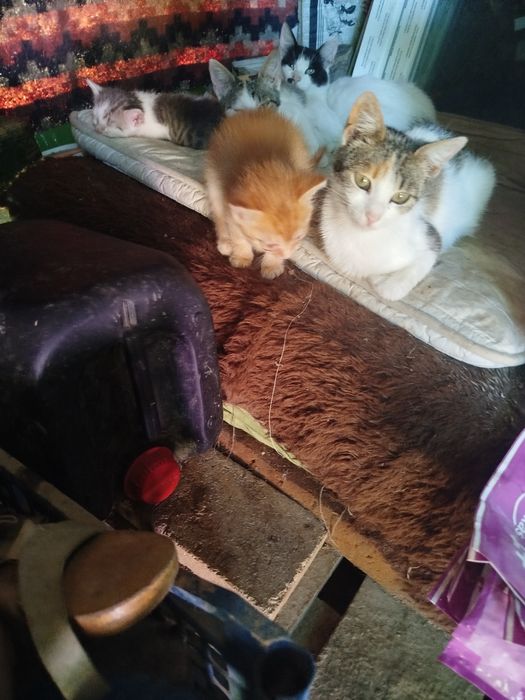 Pisoiași drăgălași pentru adopție