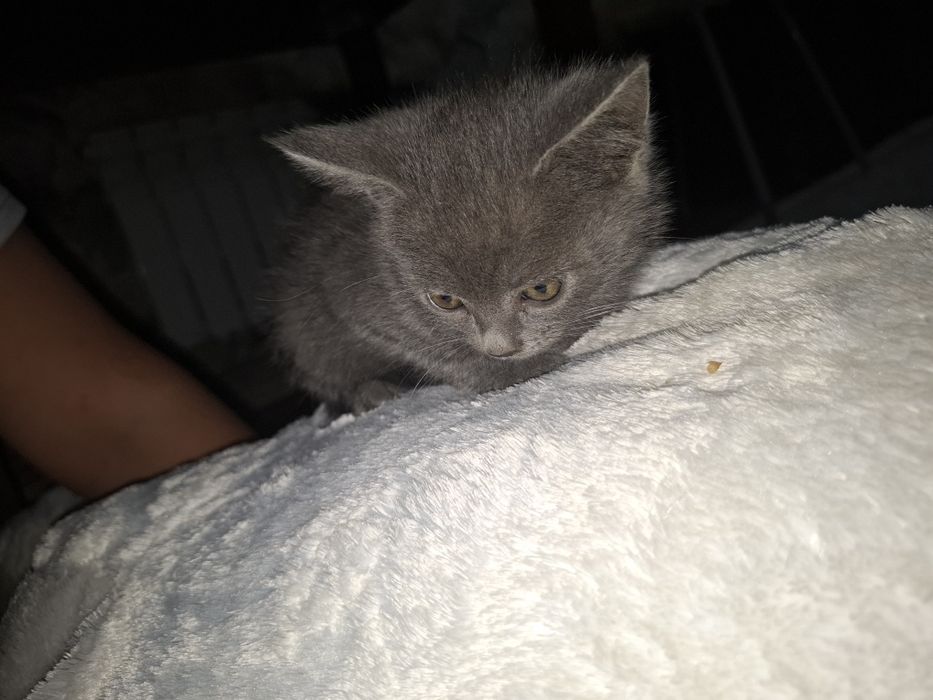 Котята. Все девочки.