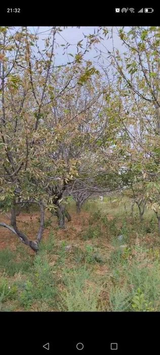 Тошкент вилояти  Нурофшон шахри