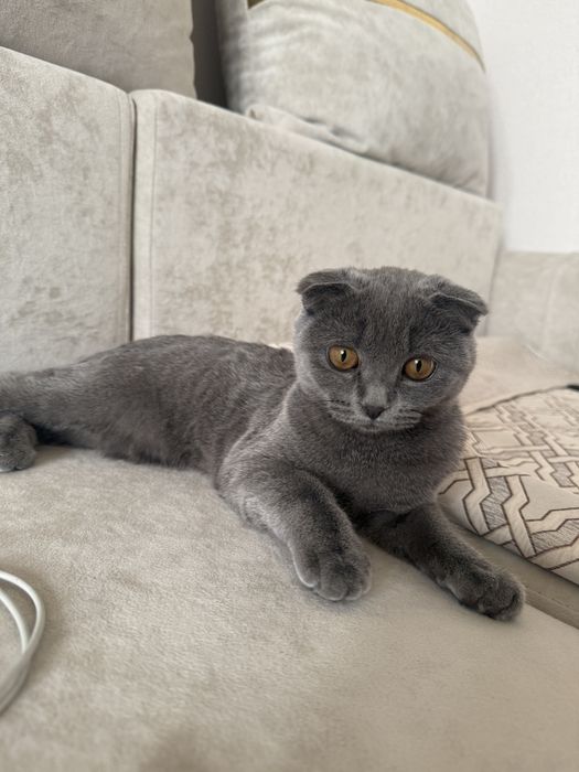 Продам Кошку вислоухая