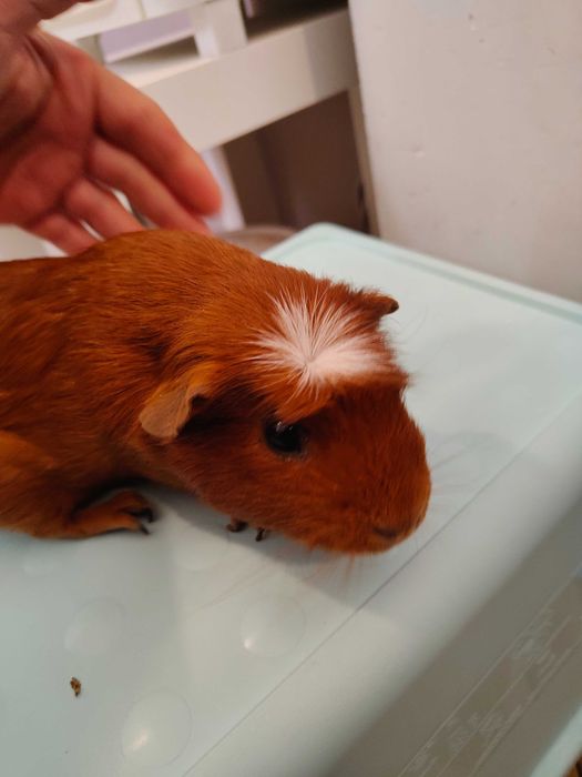 Продавам морски свинчета