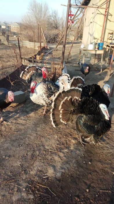 Индюки майские