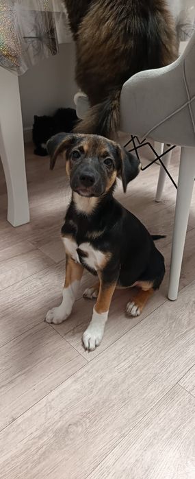 Отдам щенков в добрые руки