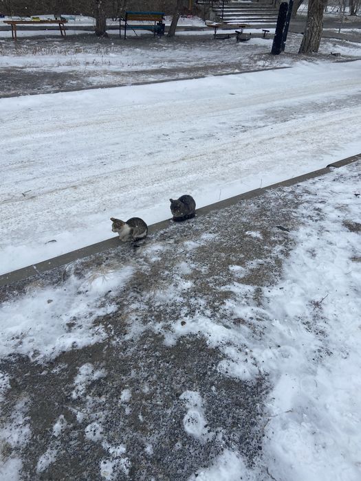 Котята ищут семью