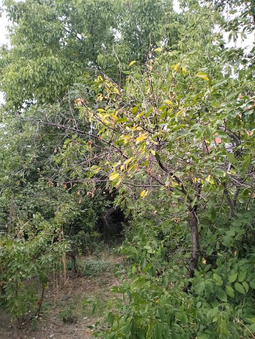 Vând teren intravilan, central, Str. Dorobanti,  in Dr. Tr.Severin