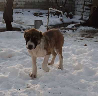 Собака щенок Алабай породы (3-х месячный)