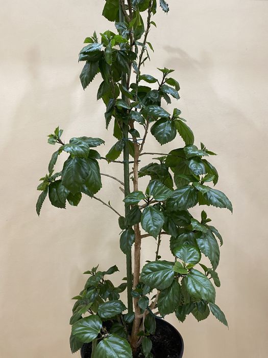 Продам комнатный Гибискус . Цена 110 000 т