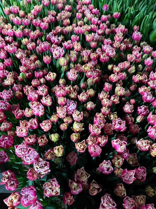 Голландские тюльпаны оптом и в розницу.