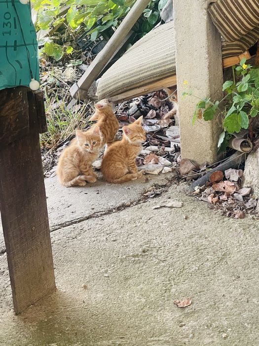Подарявам 4 котенца