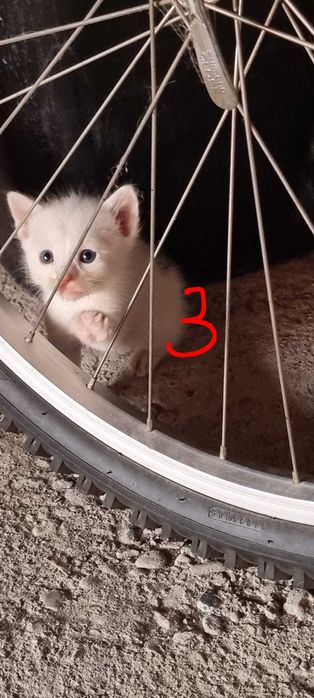 Donez 4 patru pui de pisica
