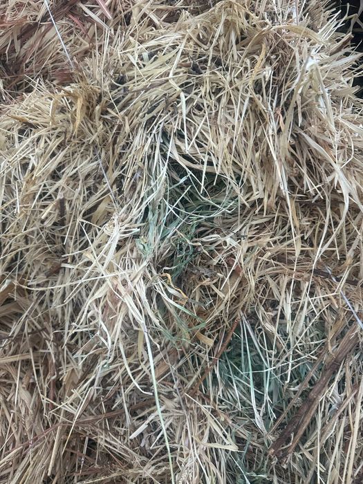 Срочно продам сено