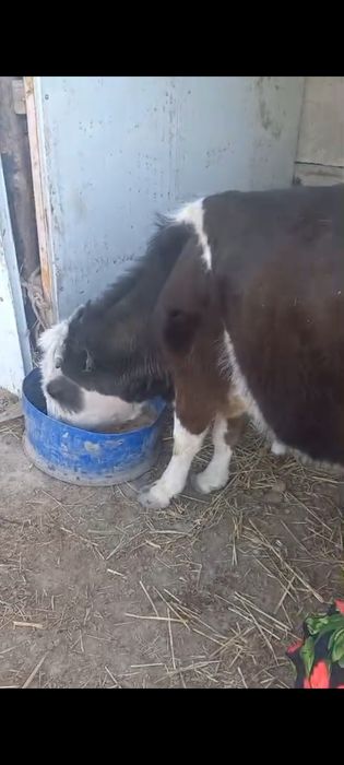 бұзаулы сиыр сатылады