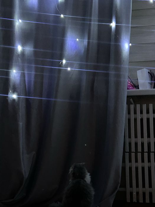 Продам пушистого шотландского кота