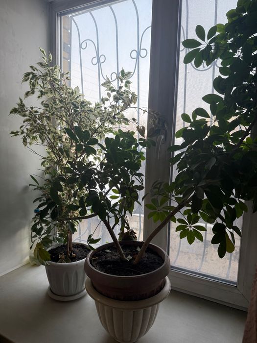 Продам комнатные цветы