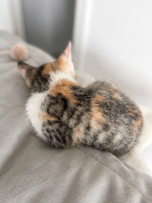 Котенок Девочка 2 месяца