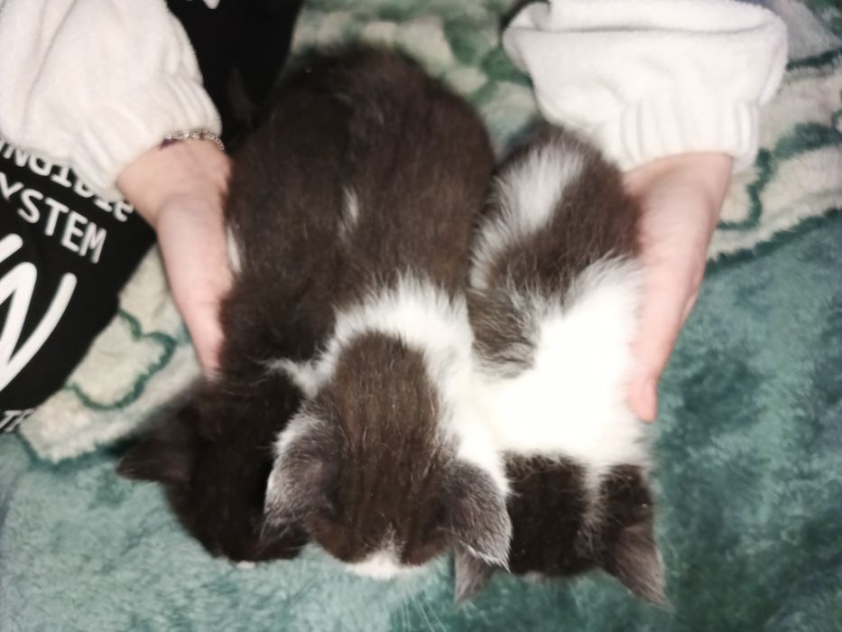 Отдам катят в добрые руки .