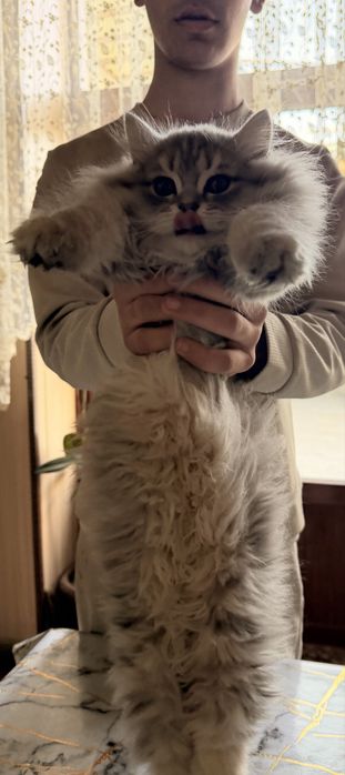 Mushukcha sotiladi,  Shinshila