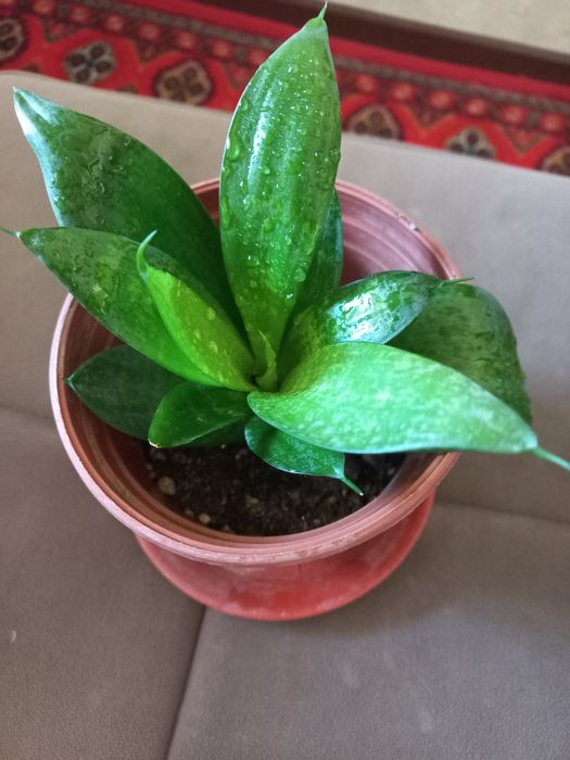 Сенсаверия 5000сум