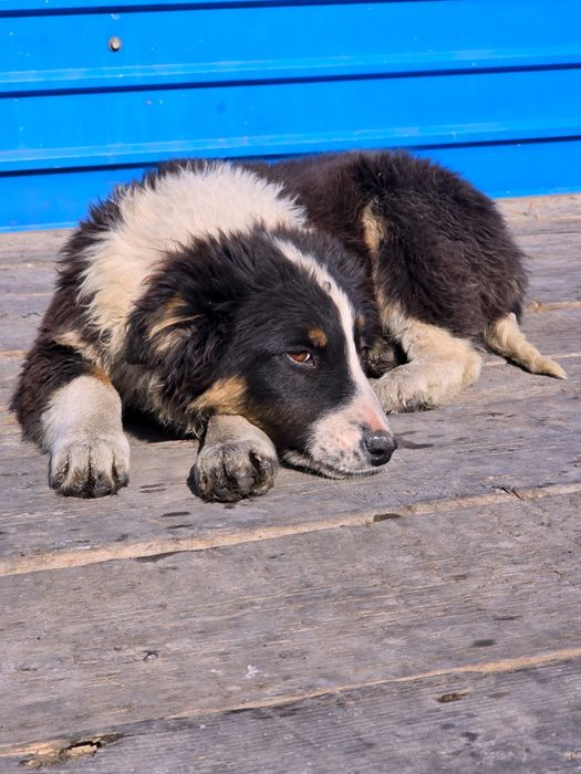 Щенок собака дворовая 4 месяца девочка