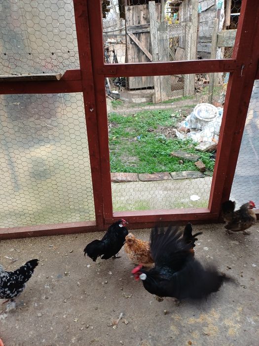 Gainute pitice diferite rase