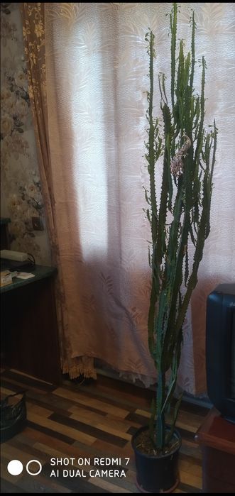 Кактус треугольный