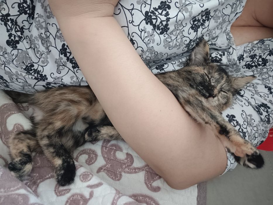 Котенок бесплатно