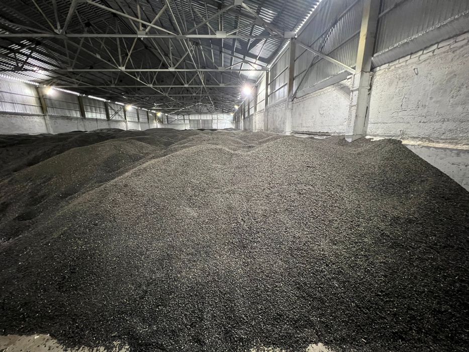 Подсолнечник масличный